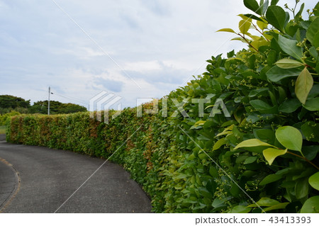  hedge 43413393
