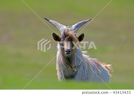 Spring portrait of a goat Spring portrait of a goat 43413433