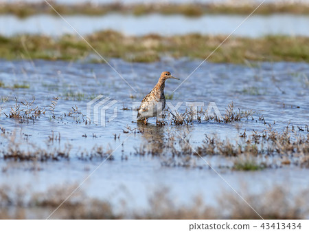 The ruff (Calidris pugnax) 43413434
