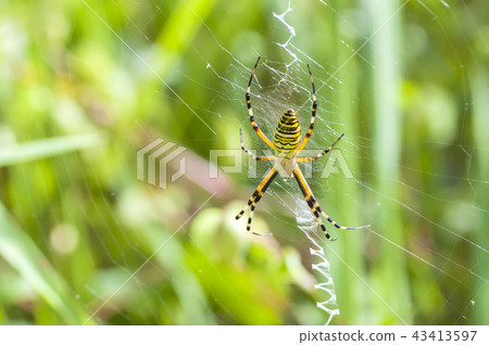 Argiope spider 43413597
