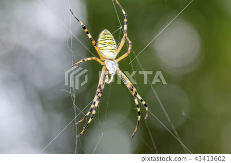 Argiope spider 43413602