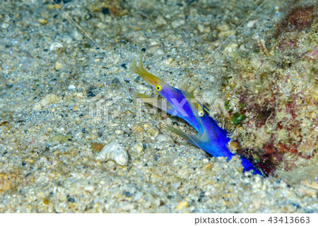 Pairing of Hana beetle 43413663