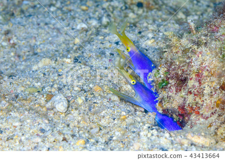 配對哈娜甲蟲 配對哈娜甲蟲 43413664