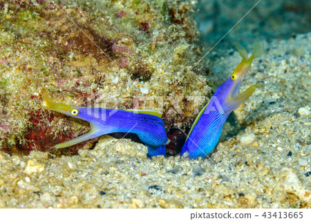 配對哈娜甲蟲 配對哈娜甲蟲 43413665