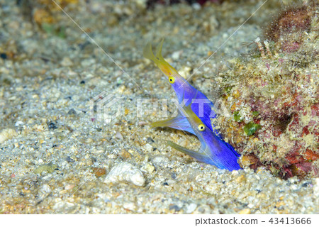 Pairing of Hana beetle 43413666