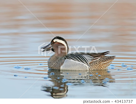 A garganey portrait 43413737