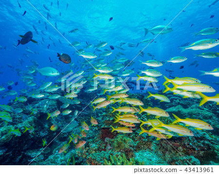 一群魚 一群魚 43413961