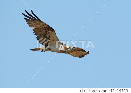 An osprey In flight 43414733