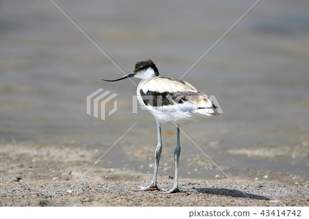Young avocet posing Young avocet posing 43414742