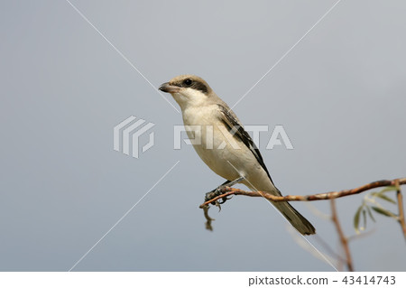 Close up photo of The lesser grey shrike Close up photo of The lesser grey shrike 43414743