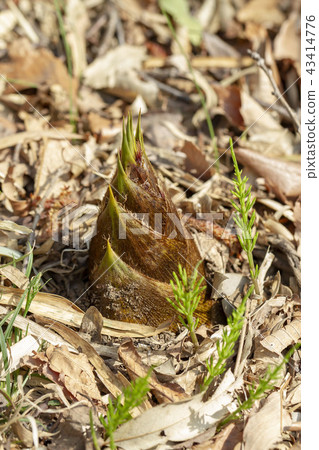 竹筍 竹筍 43414776