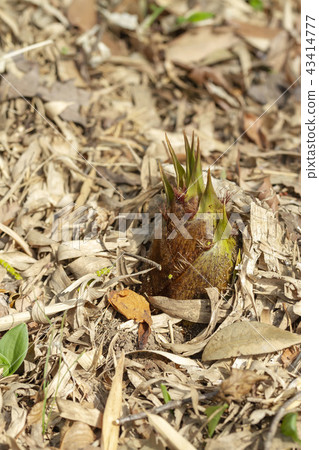 Bamboo shoots Bamboo shoots 43414777