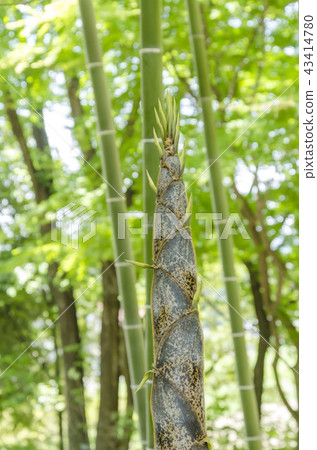 Bamboo shoots Bamboo shoots 43414780