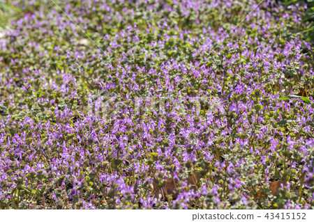 Lamium amplexicaule Lamium amplexicaule 43415152