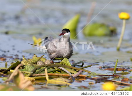 Lady with a flower of a water lily Lady with a flower of a water lily 43415302