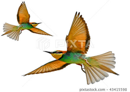 Bee eater in flight isolated 43415598