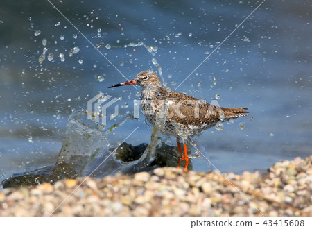The common redshank or simply redshank The common redshank or simply redshank 43415608