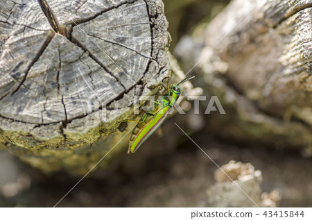 A badger beetle 43415844