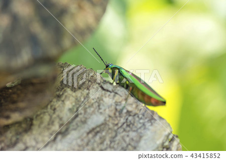 A badger beetle A badger beetle 43415852