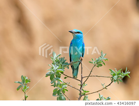 European roller portrait 43416097