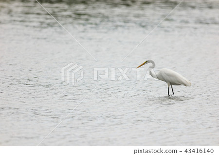 大白鷺 43416140