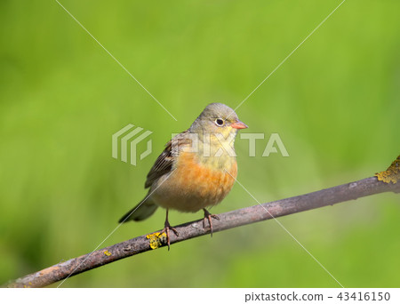 A male ortolan bunting close up photo 43416150