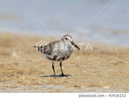A dunlin close up portrait 43416152