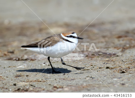 A male Kentish plover (Charadrius alexandrinus) A male Kentish plover (Charadrius alexandrinus) 43416153