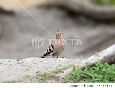 Frontal portrait of hoopoe Frontal portrait of hoopoe 43416155