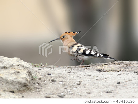 Business hoopoe Business hoopoe 43416156