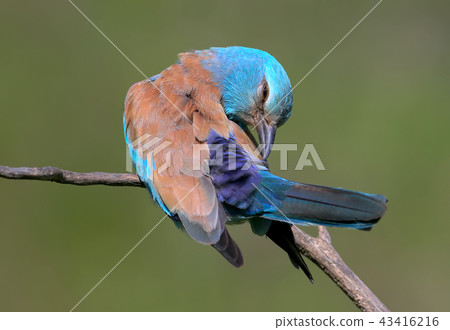 A classical portrait of an european roller 43416216