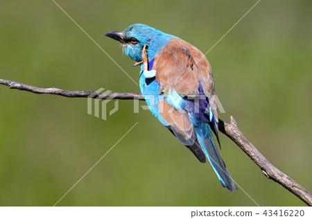 A classical portrait of an european roller A classical portrait of an european roller 43416220