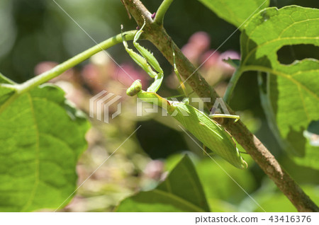 白尾螳螂 43416376