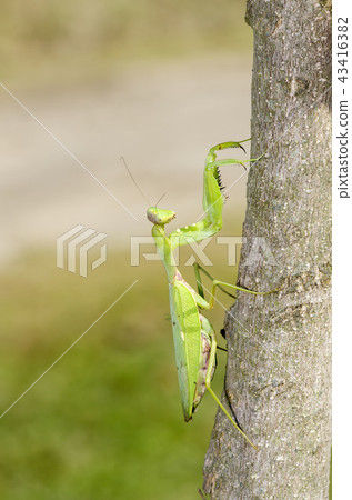 白尾螳螂 43416382