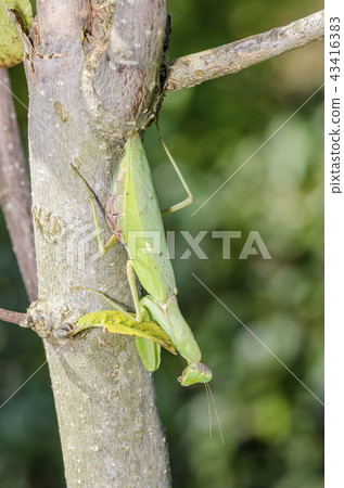白尾螳螂 43416383