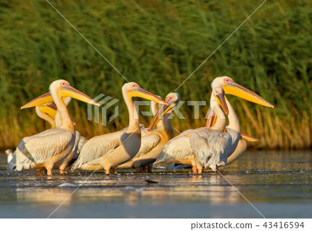 A group of white pelicans from Danube delta 43416594