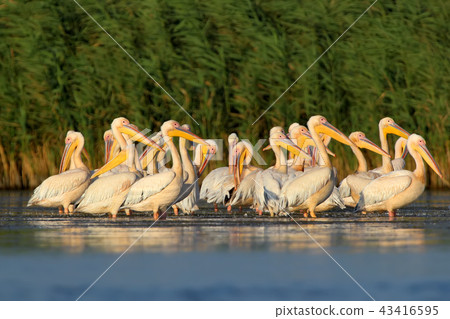White pelicans from Danube delta 43416595