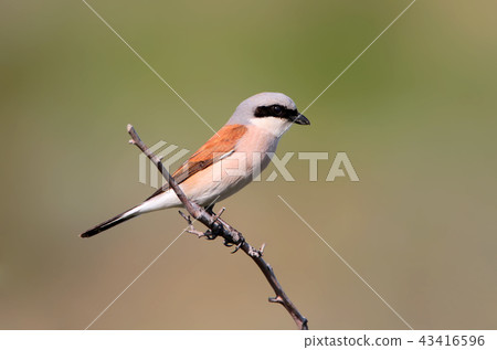 Red backed shrike summer portrait 43416596