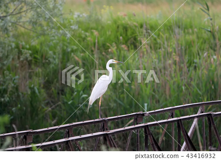 White beauty on an iron fence 43416932