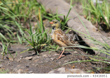 Male ortolan bunting 43416951