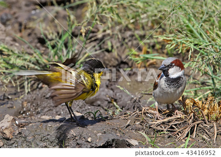 Not a couple 43416952