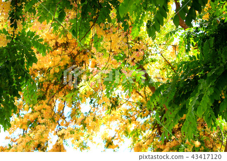 Rainbow shower tree Rainbow shower tree 43417120