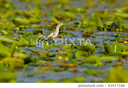 Yellow on green 43417166