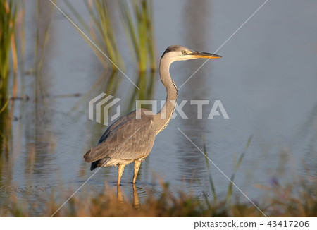Morning freshness of herons 43417206
