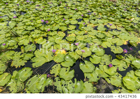 Natural Patterm the pond with Lotus Leaves Waterlily Flowers 43417436