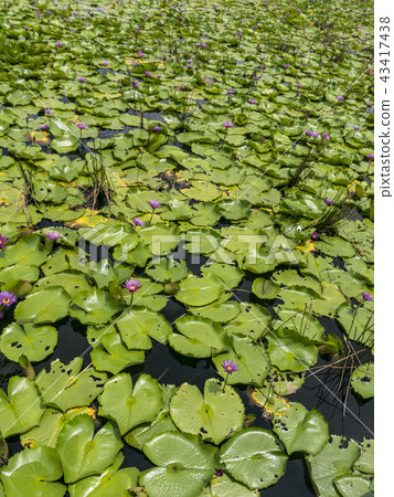 Natural Patterm the pond with Lotus Leaves Waterlily Flowers 43417438