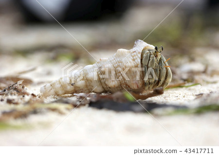寄居蟹 43417711