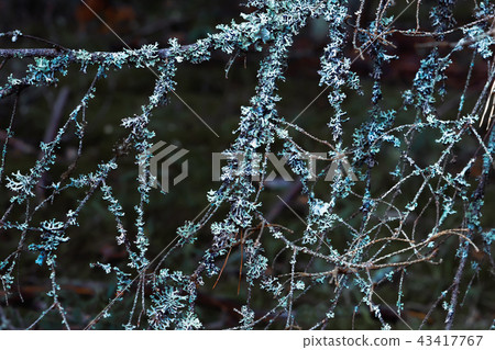 Natural Background - Blue Lichen On Tree Branches Natural Background - Blue Lichen On Tree Branches 43417767