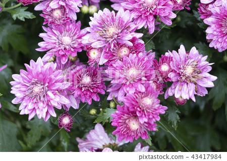Colourful tropical flower, close macro focus. Colourful tropical flower, close macro focus. 43417984