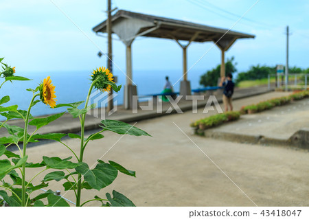 夏天的Shimogamo站（愛媛縣Iyo市Foumicho） 43418047